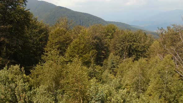 Aerial shot of a forest