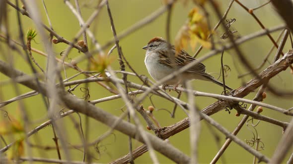 A chubby bird gets pushed off by another bird from the branch.