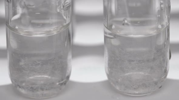 Two Test Tubes with a Nematode Worm in the Laboratory for Study