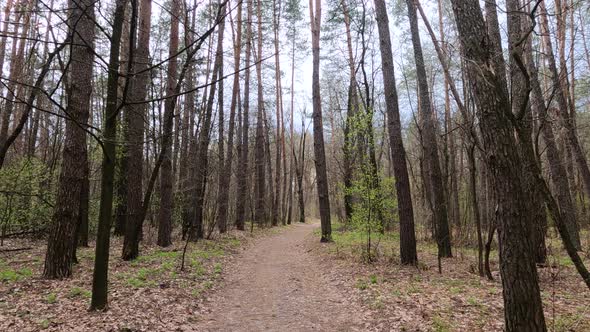 Small Road in the Forest During the Day