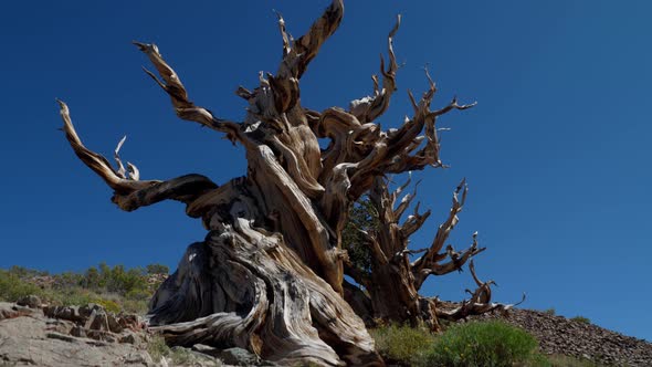 Incredible Bristlecone pine tree that is thousands of years old