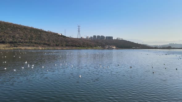 birds flying above natural lake