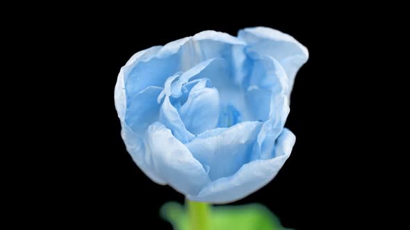 Beautiful Blue Tulip Flower on Black Background Time Lapse