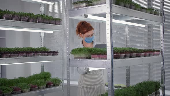 Young Business Woman Wearing Medical Mask and Glasses Inspects Containers with Microgreens on