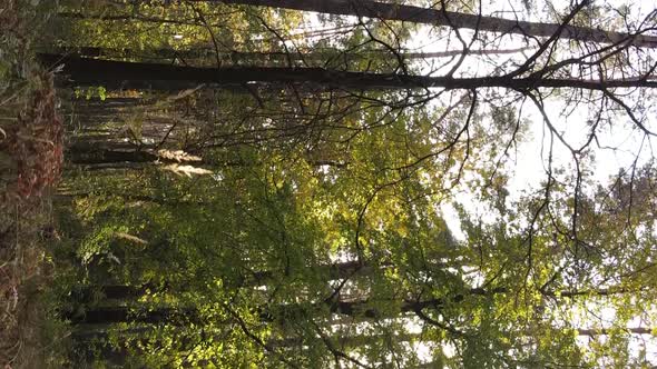 Vertical Video Aerial View of Trees in the Forest on an Autumn Day in Ukraine Slow Motion