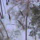 Aerial View of a Herd of Wild Deer in a Snow-covered Forest in the Siberian Nature Reserve Stolby - VideoHive Item for Sale