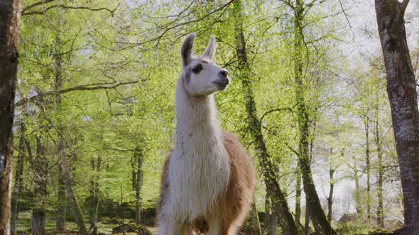 Llama looks around and shakes it's head. Shot on RED 120FPS UHD 4K, uploaded in 16-bit ProRes 444.