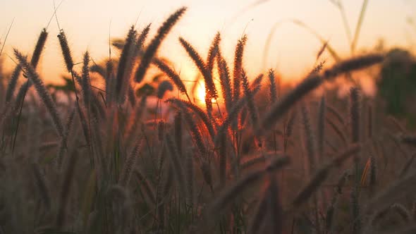 Grassland Sunset