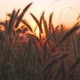 Grassland Sunset - VideoHive Item for Sale
