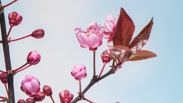 Time Lapse Branch with Flowers