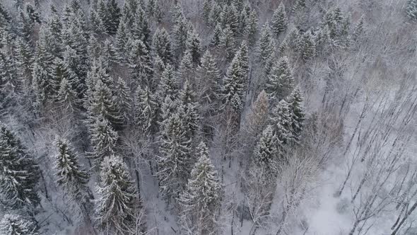 Winter Landscape Forest