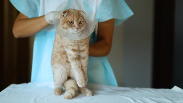 Veterinarian Doctor Is Making a Check Up of a Cute Beautiful Cat with Plastic Cone