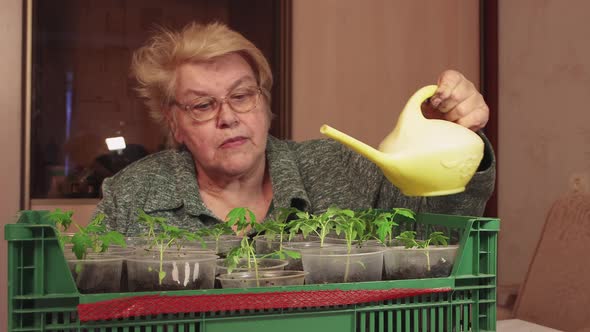 An Elderly Woman Pours Tomato Seedlings in Pots From a Small Watering Can