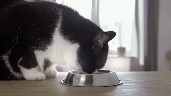Closeup Cat Eating Food From Metal Bowl in Bright Sunny Room