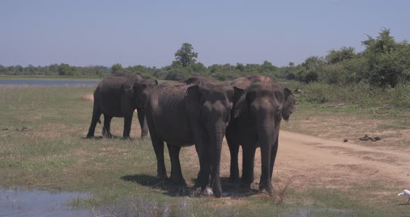 Elephants Splashing Mud in the National Park of Sri Lanka