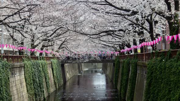 Timelapse Cherry Blossoming Branches Hang Over Meguro River