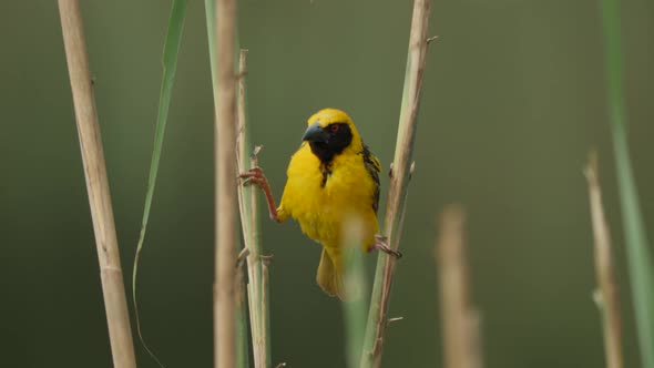 Village Weaver Bird