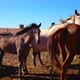 Horses Stand in a Stall in a Village - VideoHive Item for Sale