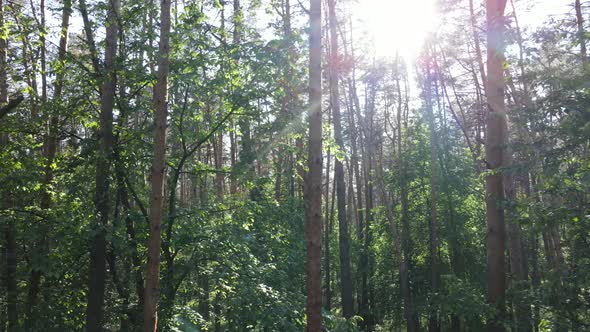 Beautiful Green Forest on a Summer Day Slow Motion