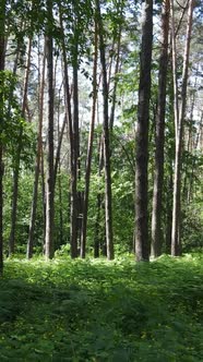 Vertical Video of a Forest with Trees