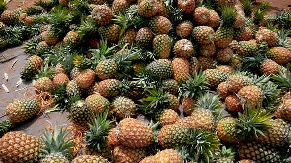 Huge Pile Of Ripe Pineapples Sold In The Market