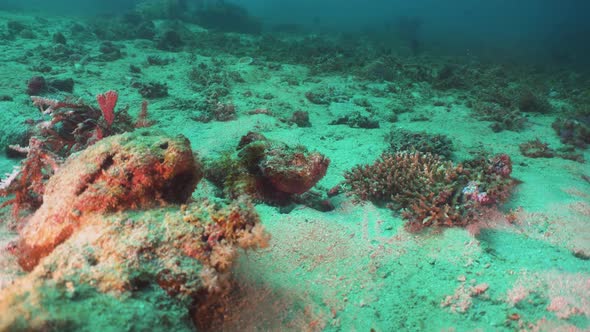 Scorpionfish on Coral Reef. Philippines, Mindoro