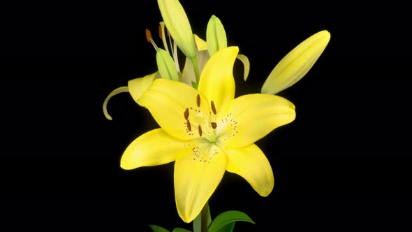 Time Lapse of Opening Beautiful Yellow Lily Flower