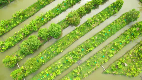 An aerial view over banana and durian plantations