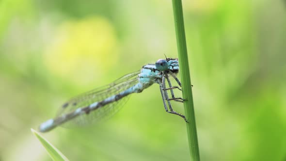 Common Blue Damselfly In Wild