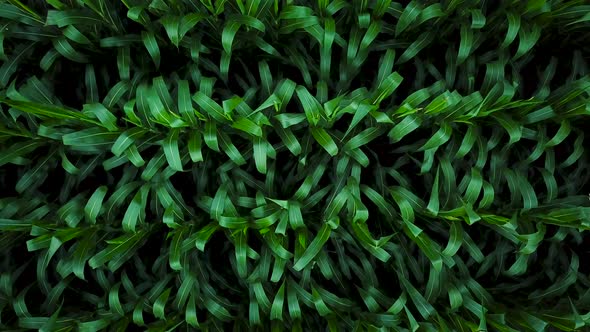 Aerial View of a Green Corn Field