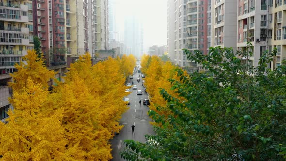 Ginkgo tree