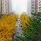 Ginkgo tree - VideoHive Item for Sale