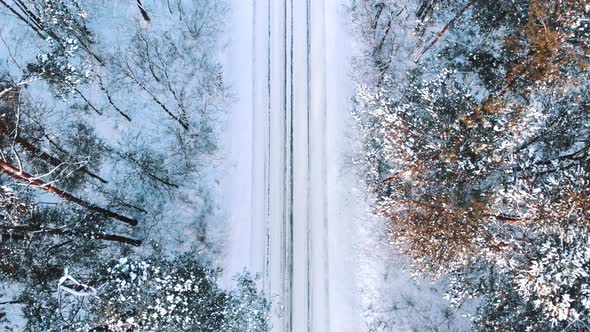 Winter Morning Over the Road Between Tall Leafless Trees