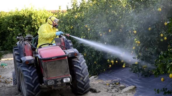 Man spraying toxic pesticides, pesticide, insecticides on fruit lemon growing plantation in Spain