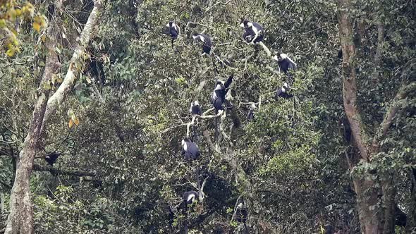 Black White Colobus and Colobi Monkeys at Natural Environment on Rainforest Trees in Africa