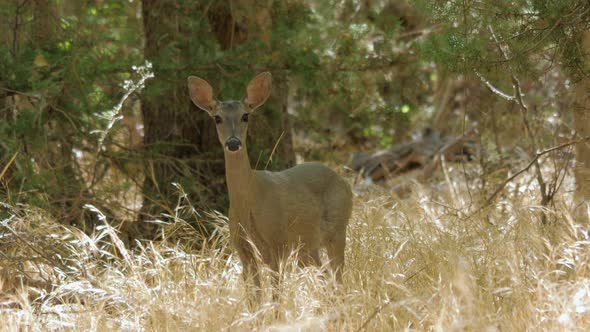 White-tailed Deer in a Forest