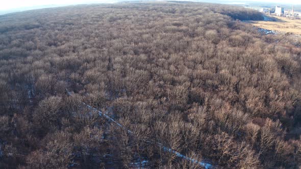 Winter forest from above. Aerial view of the winter forest from above