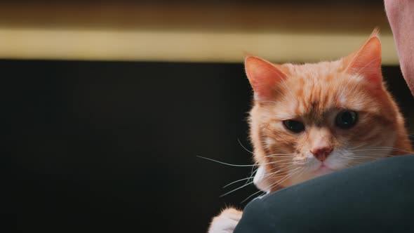 Red cat on the shoulder of a man