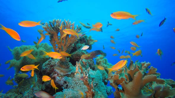 Coral Reef and Fishes Underwater