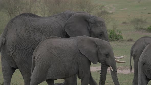 Herd of elephants with calves