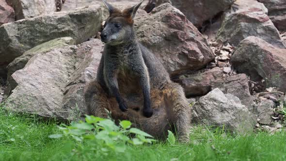 Kangaroo wallabia bicolor sitting on grass in nature