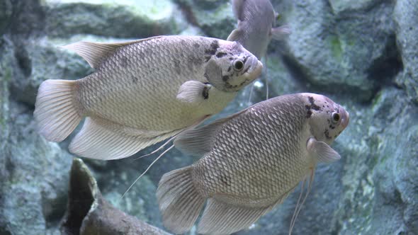 Giant Gourami, Osphronemus Goramy Large Fish Native To Freshwater Habitats In Southeast Asia