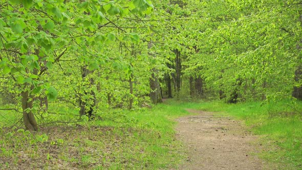 Beautiful Green Woods at Sunny Day