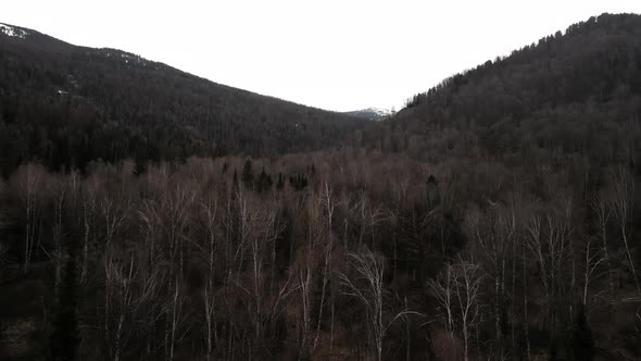 Desert Forest Landscape