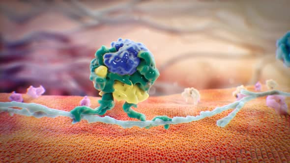 3D Animation of activated receptor signaling complex