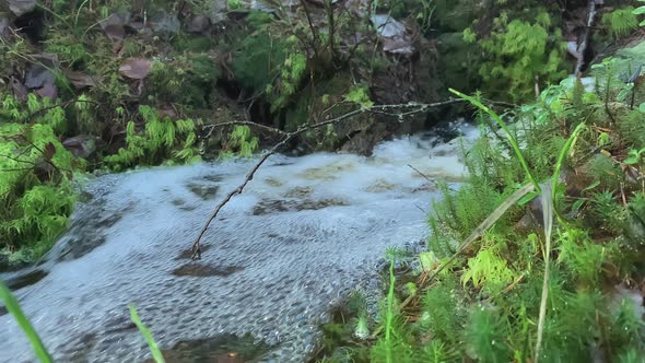 Closeup Shot of a Small Stream in a Forest in Finland