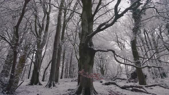 Trees in forest covered in heavy snow on a bright day 38