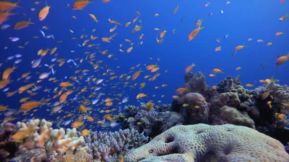 Coral Garden Marine Life Seascape