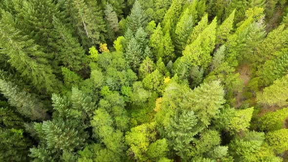 Flying over a forest in Northern California