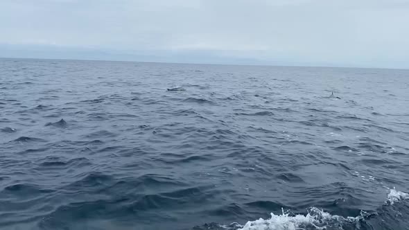 A large family of happy dolphins jump through the water as they swim alongside an unseen boat with t